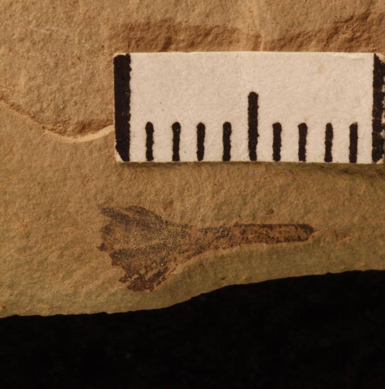 Fossil specimen