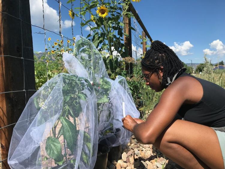 Asia Kaiser checked out a jalapeno plant in the garden.