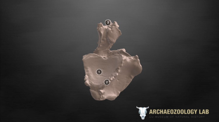 Screenshot of a 3D scan of a horse back bone