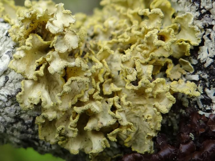 Vulpicida pinastri