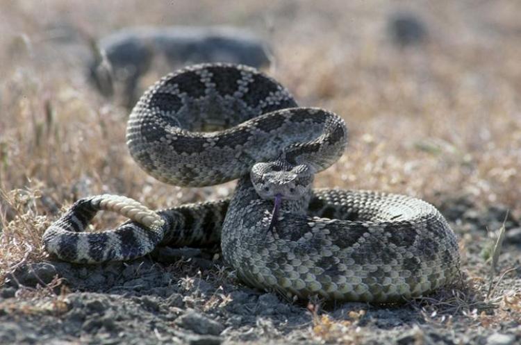 Western rattlesnake