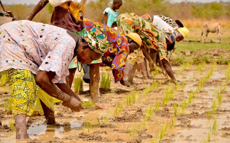 Women working in the rice fields in Gambia