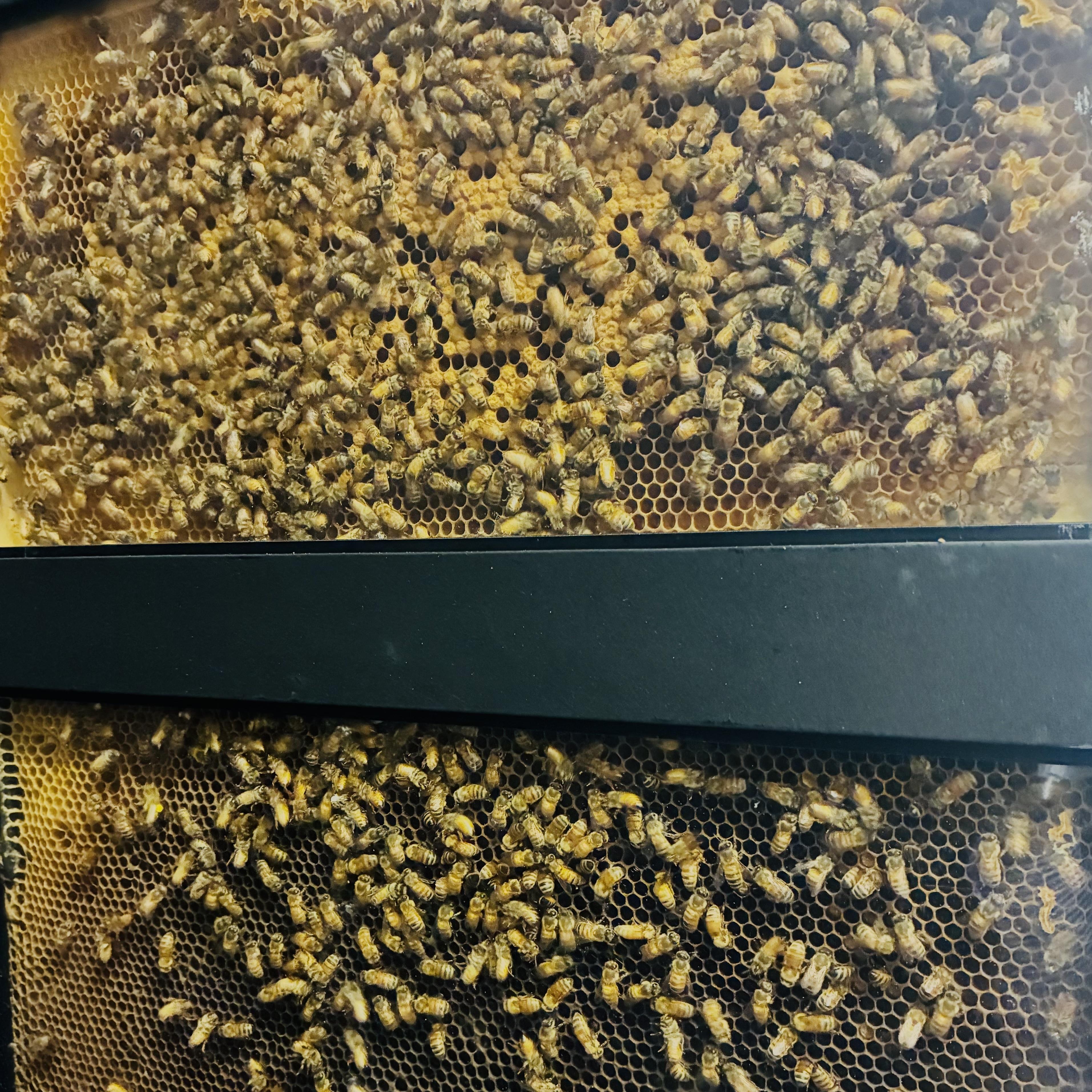 Honeybees in an observation hive