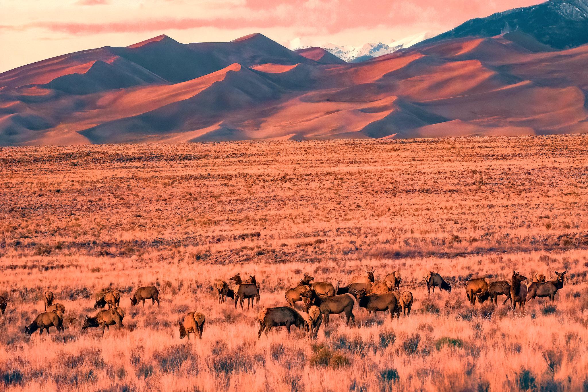Herd of elk graze in grass in foreground with dunes towering in the background