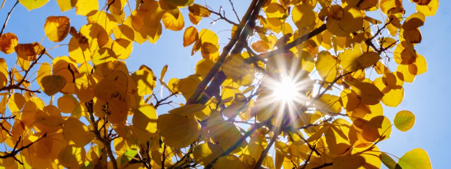 sun peaking through golden Aspen leaves