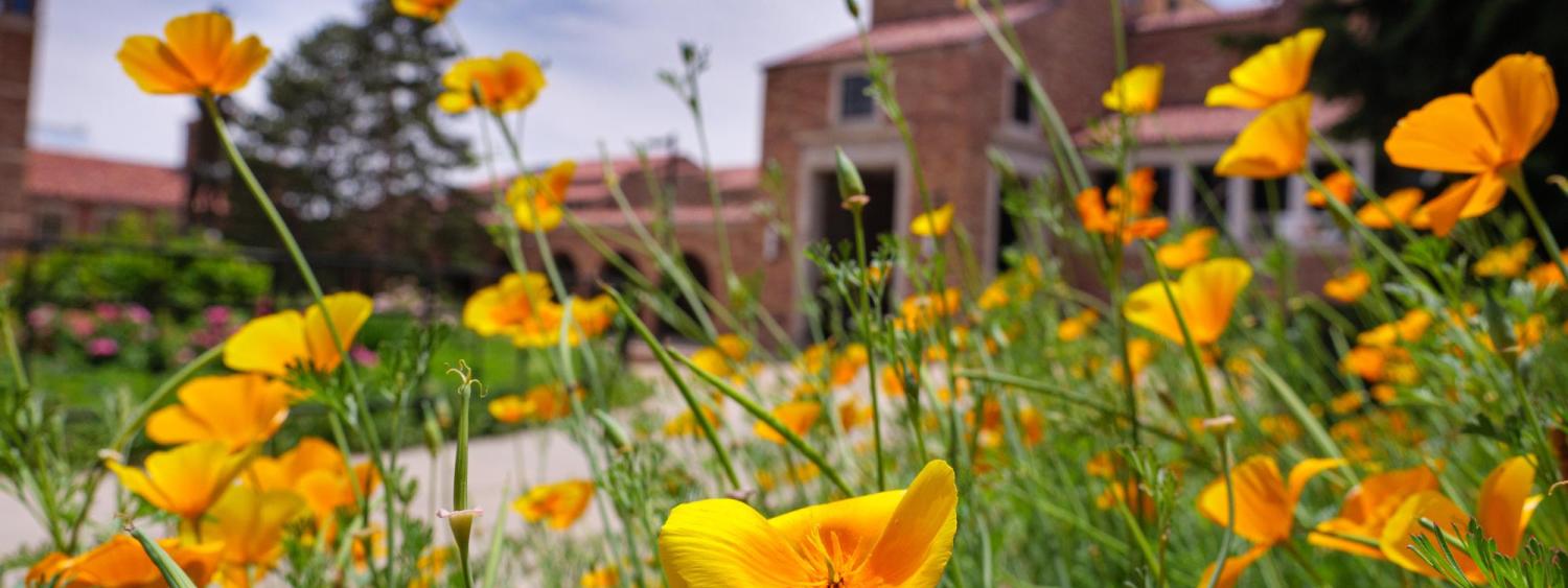 Yellow flowers bloom in the fountain area of the UMC