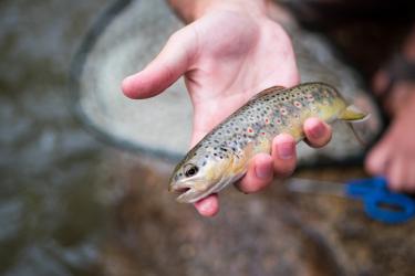 A fish caught on Boulder Creek