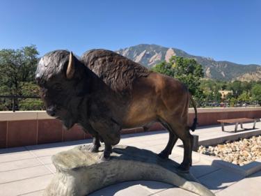 Buffalo statue atop the CASE building.