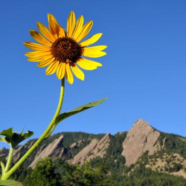 Sunflower held up in front of the Flatirons