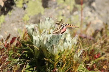 White-lined sphinx