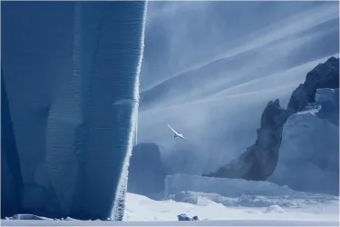 Antarctic petrel