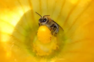 Squash bee