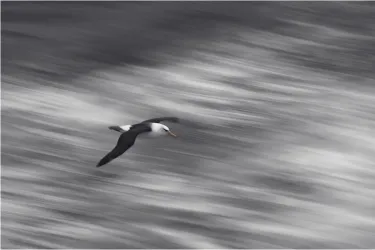 Black-bowed albatrose