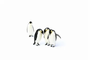 Group of emperor penguins