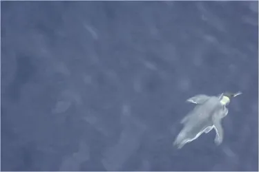 Emperor penguin swimming