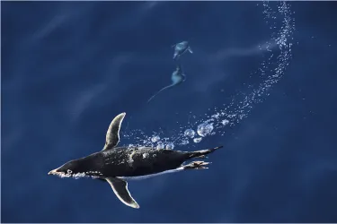 Penguin swimming through the ocean