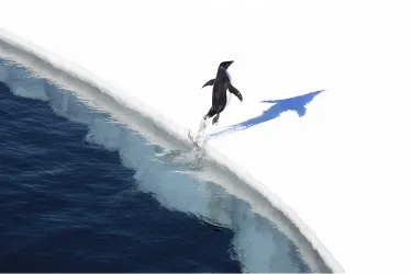Penguin jumps out of water