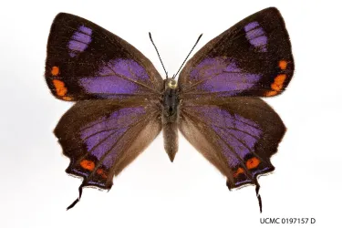Colorado hairstreak