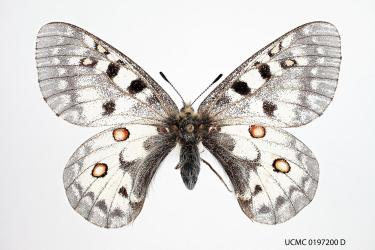 Rocky mountain parnassius