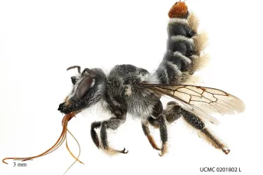 Cactus borer bee