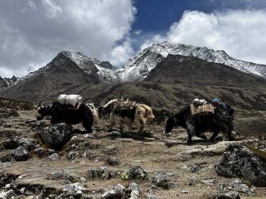 Yaks on the trail