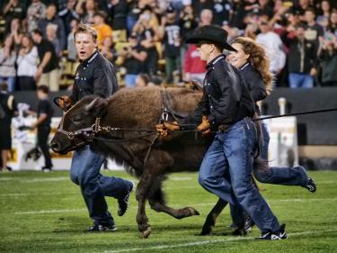 Ralphie VI running with handlers on Folsom field