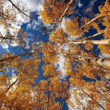 Golden Aspen trees and blue sky with clouds