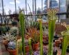 Tall green plants in the CU Boulder EBIO greenhouse