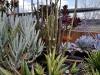 Drought tolerant plants in CU Boulder's EBIO greenhouse