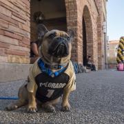 Rudy the French bulldog seen at the 2017 Homecoming Carnival