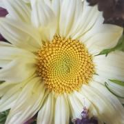 close-up photo of a flower