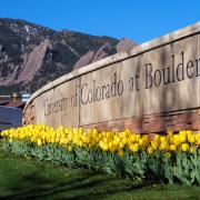Yellow tulips in front of a University of Colorado Boulder sign