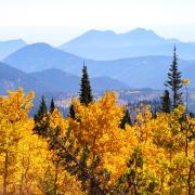 Yellow aspen trees and mountains in the background