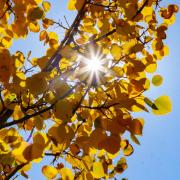 sun peaking through golden Aspen leaves