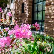 pink flowers on campus