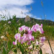 wildflowers with Flatirons in the background