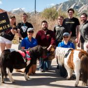 The CU Equestrian Team brought mini horses to campus. (Zach Ornitz/University of Colorado)