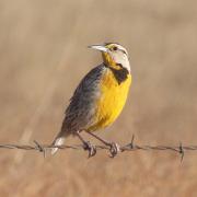 Chihuahuan meadowlark