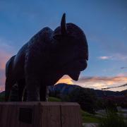 A buffalo sculpture on the CU Boulder campus