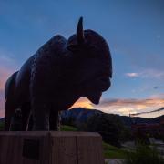 A Ralphie sculpture on the CU Boulder campus.