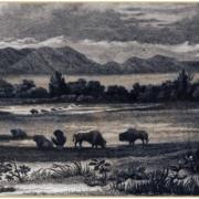 Illustration of the Colorado mountains, plains with buffalo