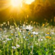 Morning light and spring blooms