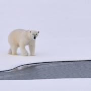 Polar bear in the Arctic