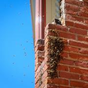 Bee colonies inside Old Main mortar