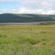 A photo of a Alaska's shrub tundra environment