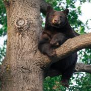 Black bear in a tree