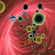 An illustration of cells inside a blood vessel