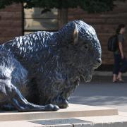 Buffalo sculpture