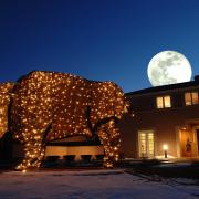 A buffalo sculpture with the moon in the background.