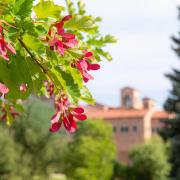 flower on campus